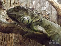 Green Iguana Portrait June Indiana Photograph By Rory Cubel
