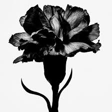 withered flowers black past