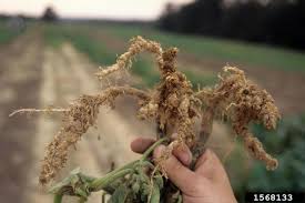 Nematode Control In The Home Vegetable