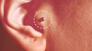 tragus piercings are everywhere right