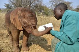 Lusaka Elephant Nursery - Zambia | IFAW