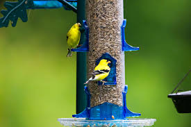 how to attract goldfinches for backyard