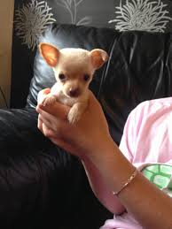 How big should my chihuahua puppy be? 8 Week Old Micro Tiny Teacup Chihuahua Sheffield South Yorkshire Pets4homes