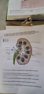 The nephron pictured on the kidney should. Answered Cortes Abedut Collecting Tubules Bartleby