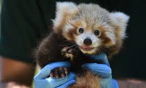 Red panda information, pictures & facts for kids and adults. The Red Panda Is Perth Zoo S Newest Cuddliest Guest Particle