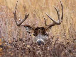 Hunt Deer Bedding Areas Bowhunters