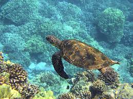 The olive ridley sea turtle has one of the most extraordinary nesting habits in the natural world. Sea Turtle Habitat Sea Turtle Facts And Information