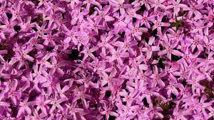 creeping phlox guide how to plant and