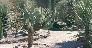 Rudolph Ulrich S Arizona Gardens