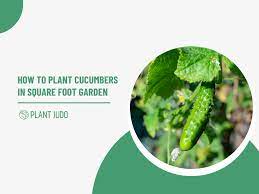 Plant Cucumbers In Square Foot Garden
