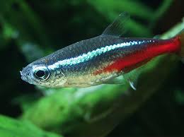 Best Tropical Aquarium Fish And Fish