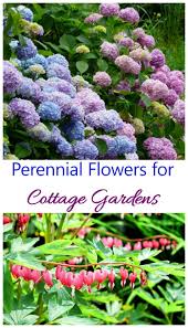 Check spelling or type a new query. Cottage Garden Plants Perennials Annuals Bulbs For Cottage Gardens