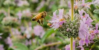 how to create a pollinator garden via