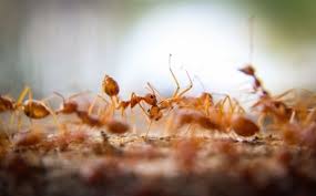 fire ants out of your san antonio
