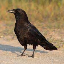 Hay can i ask you something? Corvus Wikipedia