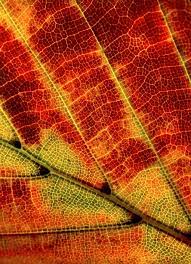 Fall Foliage Leaf Macro Photography Free Stock Photo - Public Domain  Pictures