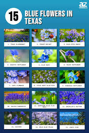 15 blue flowers in texas a z s