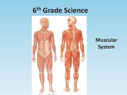 In this muscles for kids video you will get a fun introduction that teaches young kids all about the muscular system and highlights the various muscles of the body. Muscular System
