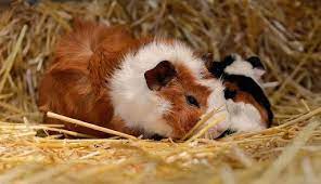 best guinea pigs bedding small pets guru