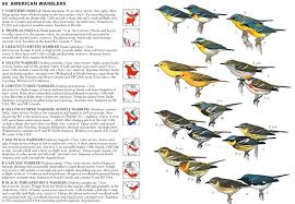 North America Bird Identification Guide American Warblers