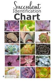 All of these commonalities means that it's not as big of a deal to have mystery succulents than being unable to identify other plants in your garden. Succulent Identification Chart Lares