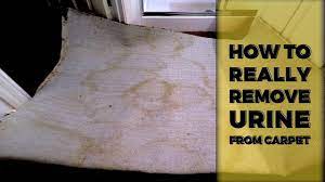 remove pet urine from carpet