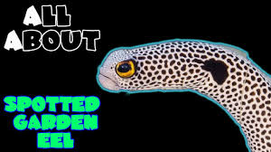 all about the spotted garden eel you