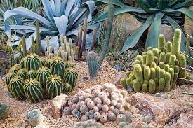 How To Grow Hardy Cacti Succulents