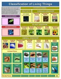 Classification Of Living Things Chart Eriksons Stages Of