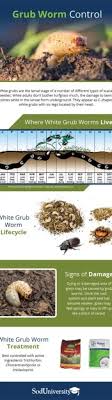 what is a grub worm and how to control
