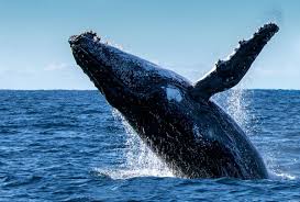 bigger threat to whales than oil spills