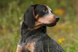 Ribbet's more than just a tool to change the color of your hair and eyes on your photos. Bluetick Coonhound Full Profile History And Care