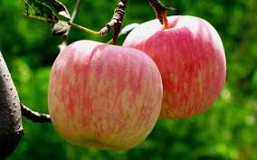 Fuji Apple - 5 Gallon - Tree, Fruit - Fruit Plants | ToGoGarden
