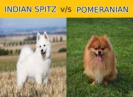 indian spitz vs pomeranian all that