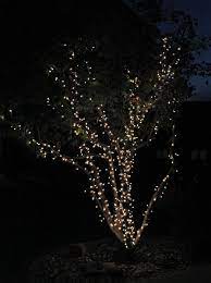 Wrap Lights On An Outdoor Tree In 6