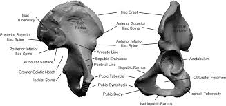 These muscles origin in continuity from the body of the pubis. Pelvis Anatomy Chapter 1 The Evolutionary Biology Of The Human Pelvis