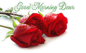 good morning dear red roses