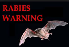Image result for rabies in bats