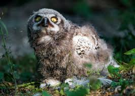 Owls are popular thanks to the harry potter films, but these efficient, fascinating birds of prey make very poor pets for a number of reasons. Keeping Owls As Pets Is It Legal Pethelpful By Fellow Animal Lovers And Experts