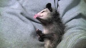 Maybe you would like to learn more about one of these? Where Do Possums Sleep Animal Hype