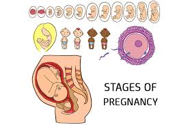 5 Crucial Stages Of Pregnancy Month By Month Development