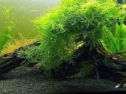 8 best aquarium plants that don t need