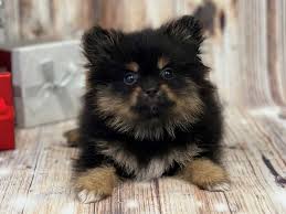 pomeranian puppy black tan id 17079