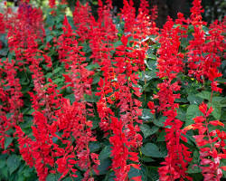 Image of Red Salvia flower