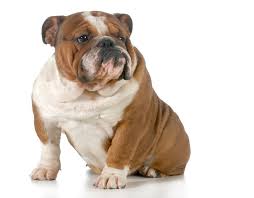 A healthy bulldog is a happy bulldog. Little Hope For Breeding Healthier English Bulldogs Study Shows Live Science