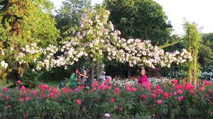 queen mary rose garden