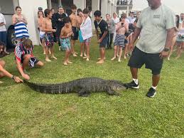 Diver's encounter with 7-foot alligator prompts warning, trappers at New  Orleans marina | Environment | nola.com