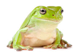Aside from shopping supplies and food, you can book grooming, veterinary checkups, training, and more. Whites Tree Frog For Sale Reptiles For Sale