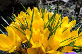 Jeden tag werden tausende neue, hochwertige bilder hinzugefügt. 7 Yellow Spring Flowers To Brighten Your Day Floraqueen
