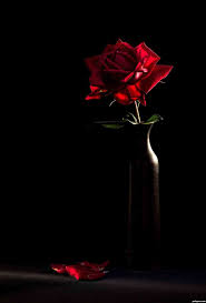 Black and Red Rose Wallpapers on ...